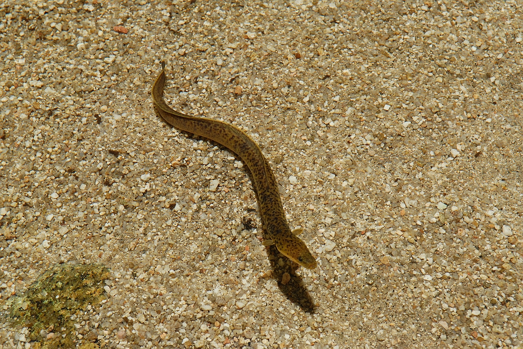 0988 Mossman Gorge.jpg
